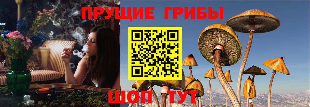 Галлюциногенные грибы Psilocybine cubensis Кимры